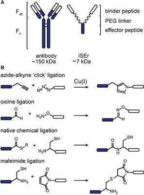 Multifunctional Scaffolds for Assembling Cancer-Targeting Immune Stimulators Using Chemoselective Ligations